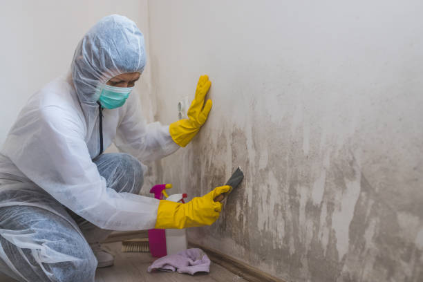 Best Professional Mold Removal  in Hampton, VA