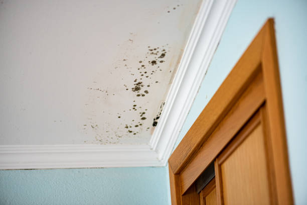 Hampton, VA Mold Removal Company