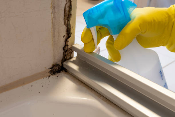 Best Certified Mold Removal  in Hampton, VA