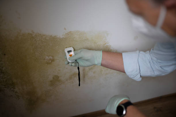 Best Home Mold Removal  in Hampton, VA