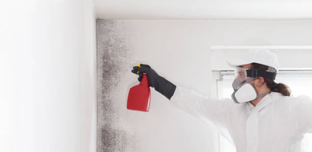 Best Attic Mold Removal  in Hampton, VA