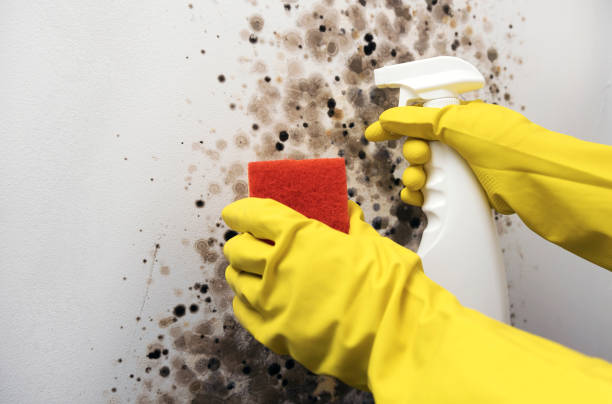  Hampton, VA Mold Removal Pros