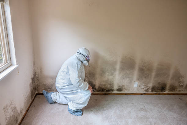 Best Office Mold Removal Services  in Hampton, VA