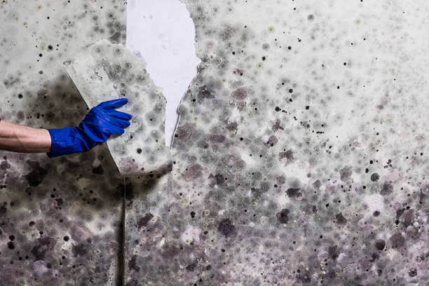 Best Local Mold Removal Service  in Hampton, VA
