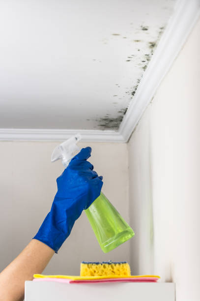 Mold Testing and Removal in Hampton, VA