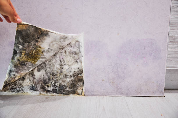 Best Mold Removal Near Me  in Hampton, VA